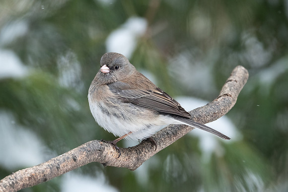 Dark-eyed Junco - female