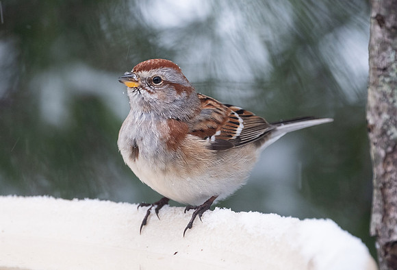 American Tree Sparrow