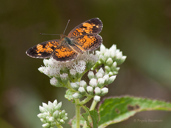Northern or Pearl Crescent