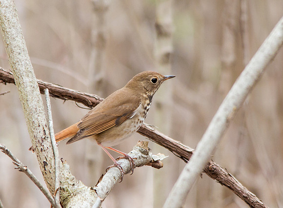 Hermit Thrush