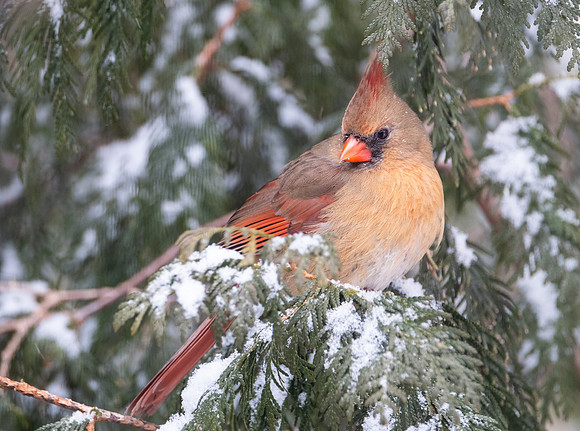 Northern Cardinal, female