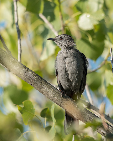 catbird