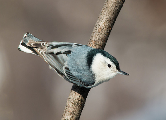 White breasted nuthatch