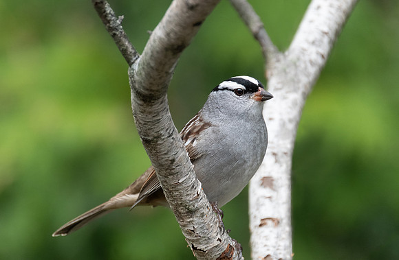 White-crowned Sparrow
