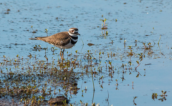 Kildeer 5/8/16