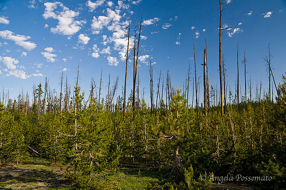 Forest Fires have their place in the ecosystem.