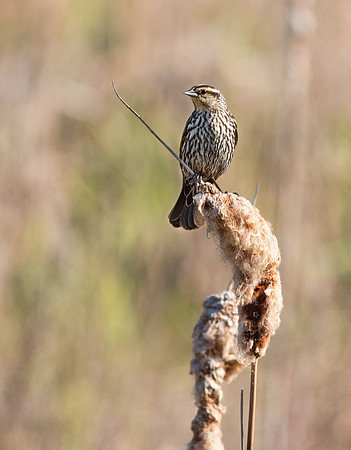 Female Red-winged Blackbird May 5, 2016