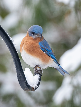 Eastern Bluebird, male