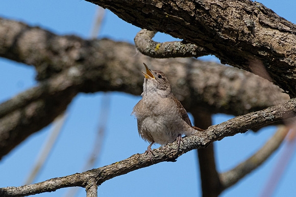 House Wren
