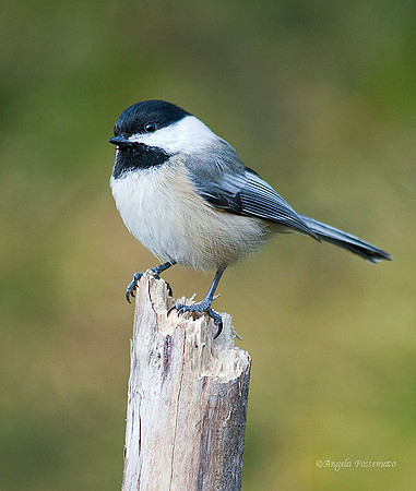 black-capped chickadee