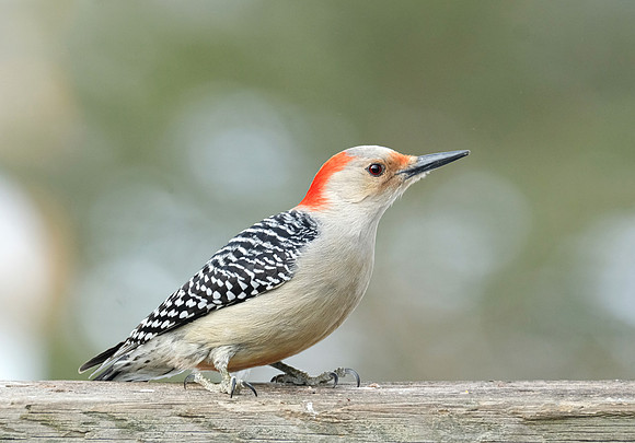 Red-bellied Woodpecker, female