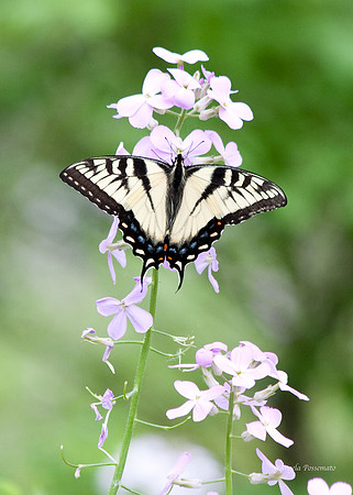 Yellow Tiger Swallowtail