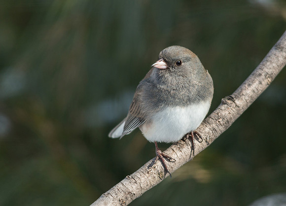 Junco