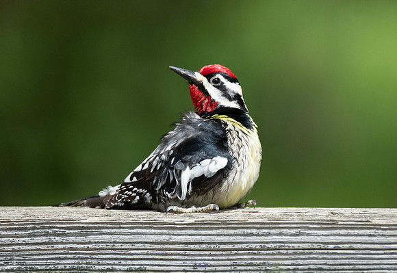 Yellow-bellied Sapsucker, male