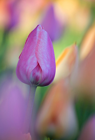 pink tulip #1