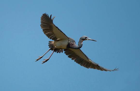 Tri-color heron in flight