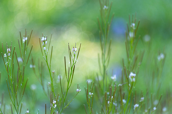 Secret Garden 1