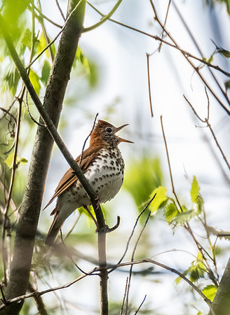 wood thrush