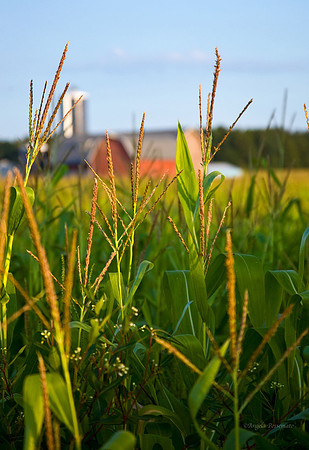 Barn near PennYan