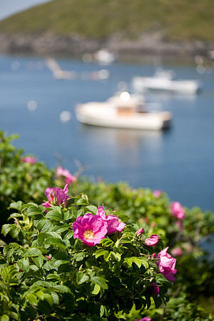 overlooking Monhegan harbor