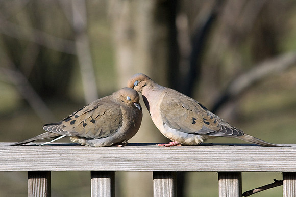 love birds 2