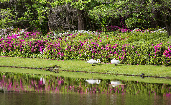 The Garden Club of America has called the 65 acres “the most important and most interesting garden in America”.