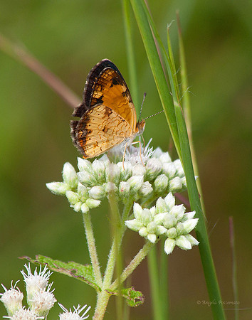 Northern or Pearl Crescent