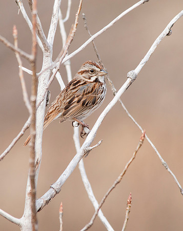 Song Sparrow