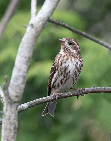 Female Purple Finch