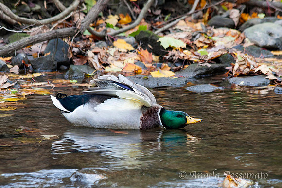 mallard