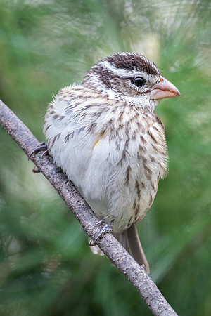 Rose-breasted Grosbeak, female