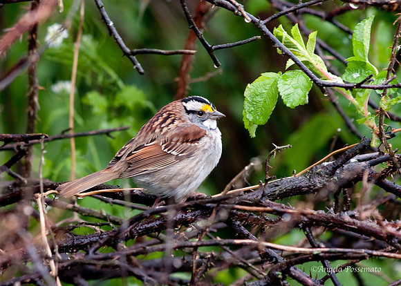 white throated sparrow