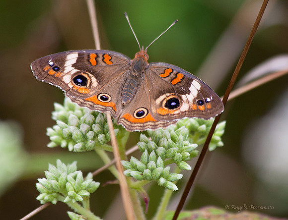 Common Buckeye