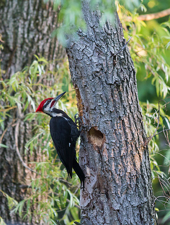 Pileated Woodpecker in the neighbor's willow tree 6/16