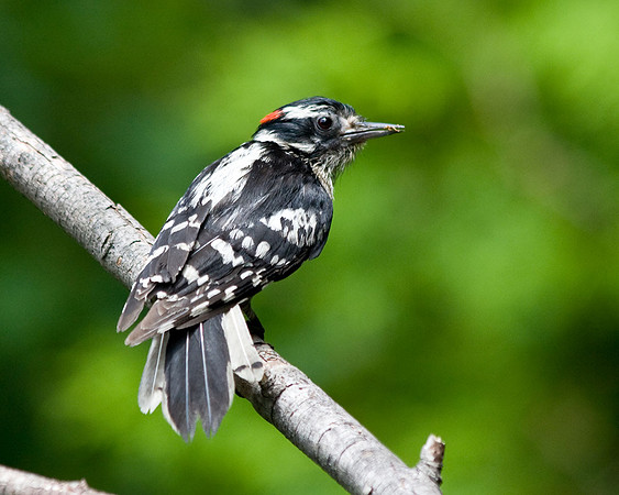 juvenile male downey woodpecker