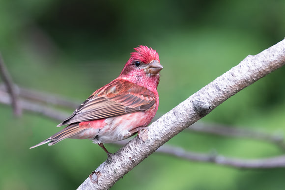 purple finch