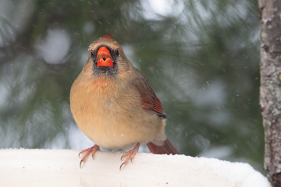Northern Cardinal, female