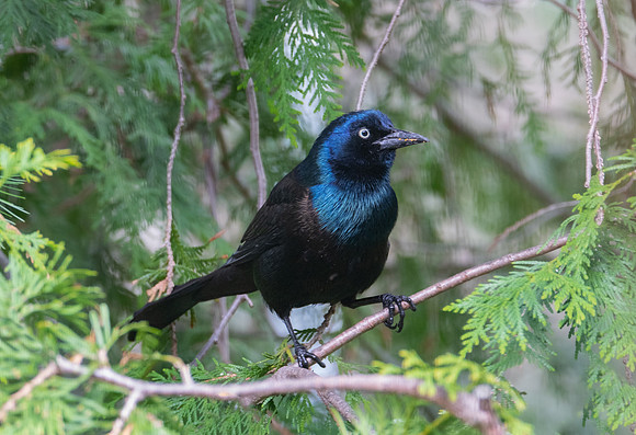 Common Grackle