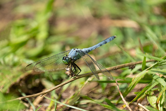 probably a Blue Dasher dragonfly