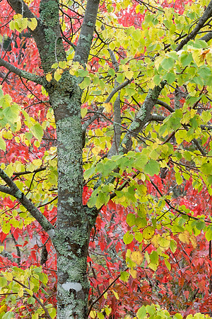 the colors of fall