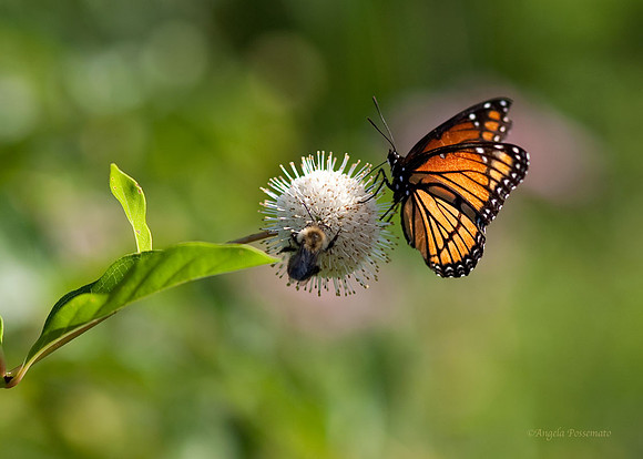 Viceroy