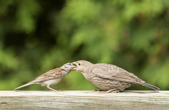 an adult Chipping Sparrow (L) feeding a young cow bird (R)