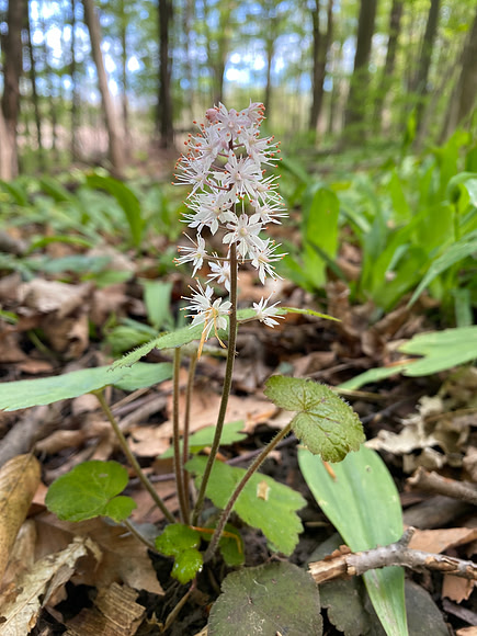 Heartleaf Foamflower