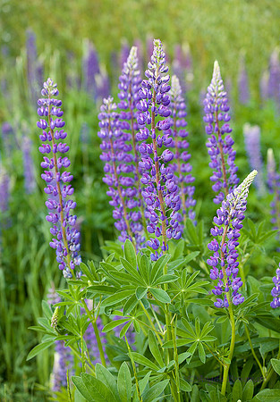 lupines are blossoming