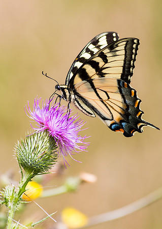 Eastern Tiger Swallowtail