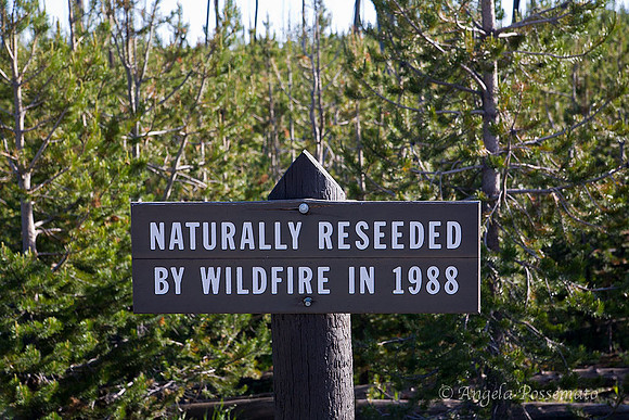 This area has naturally reseeded itself after a forest fire.
