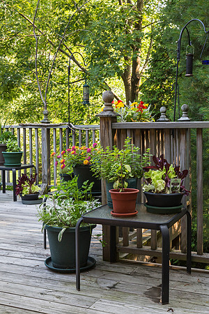 Good morning summer! June 29, 2014