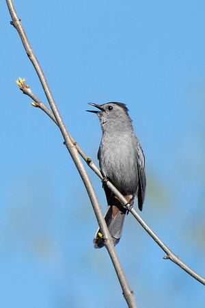 Gray Catbird