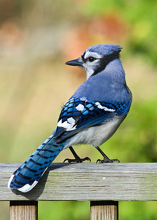 blue jay