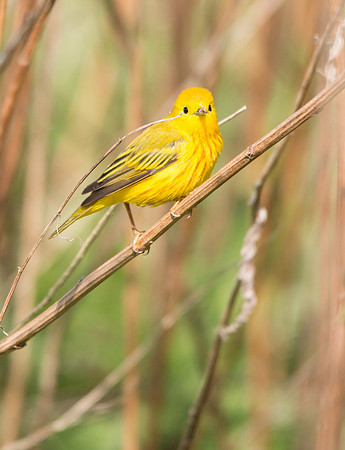 Yellow warbler